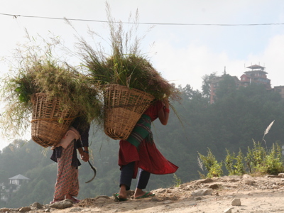 Nepalese vrouwen dragen grote manden met gras op hun rug langs een bergpad.