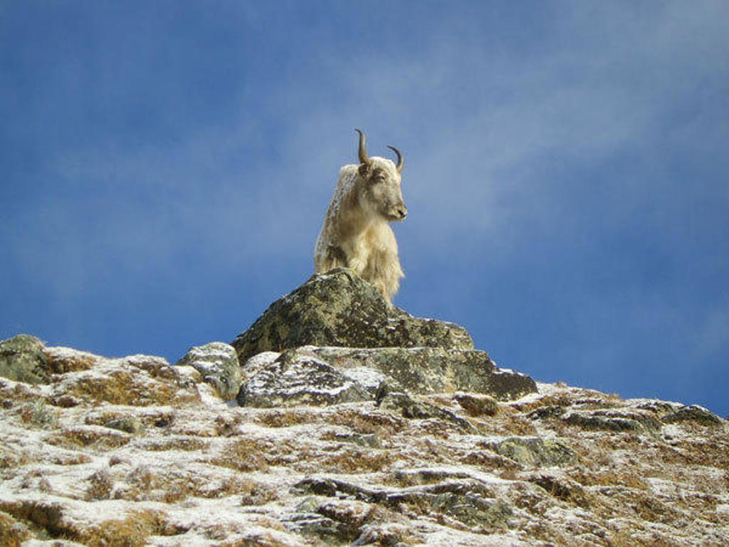 Berggeit op rotsen in de Himalaya tijdens de groepsrondreis Nepal Everest.