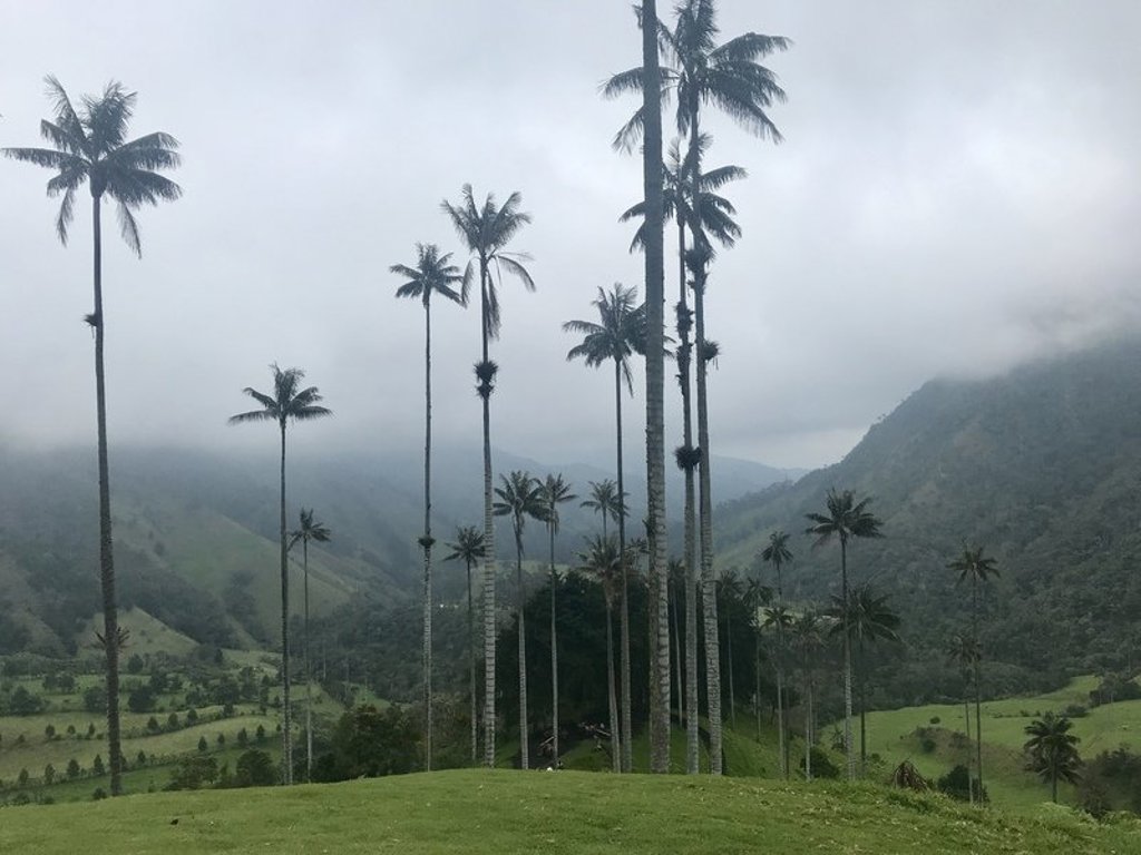 Hoge waspalmen in de Cocoravallei bij Salento, Colombia, met groene heuvels en mistige bergen.