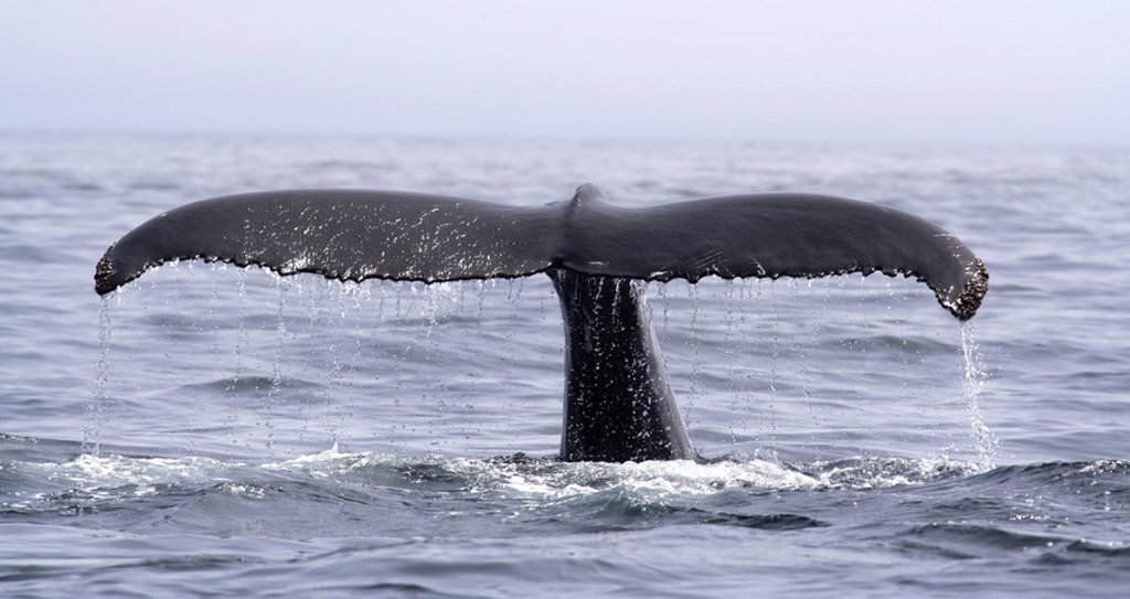 Walvisstaart boven de oceaan bij IJsland tijdens de groepsrondreis IJsland Winter.