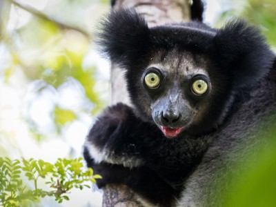 Zwarte lemur met grote ogen in een boom op Madagascar tijdens de 19-daagse route.