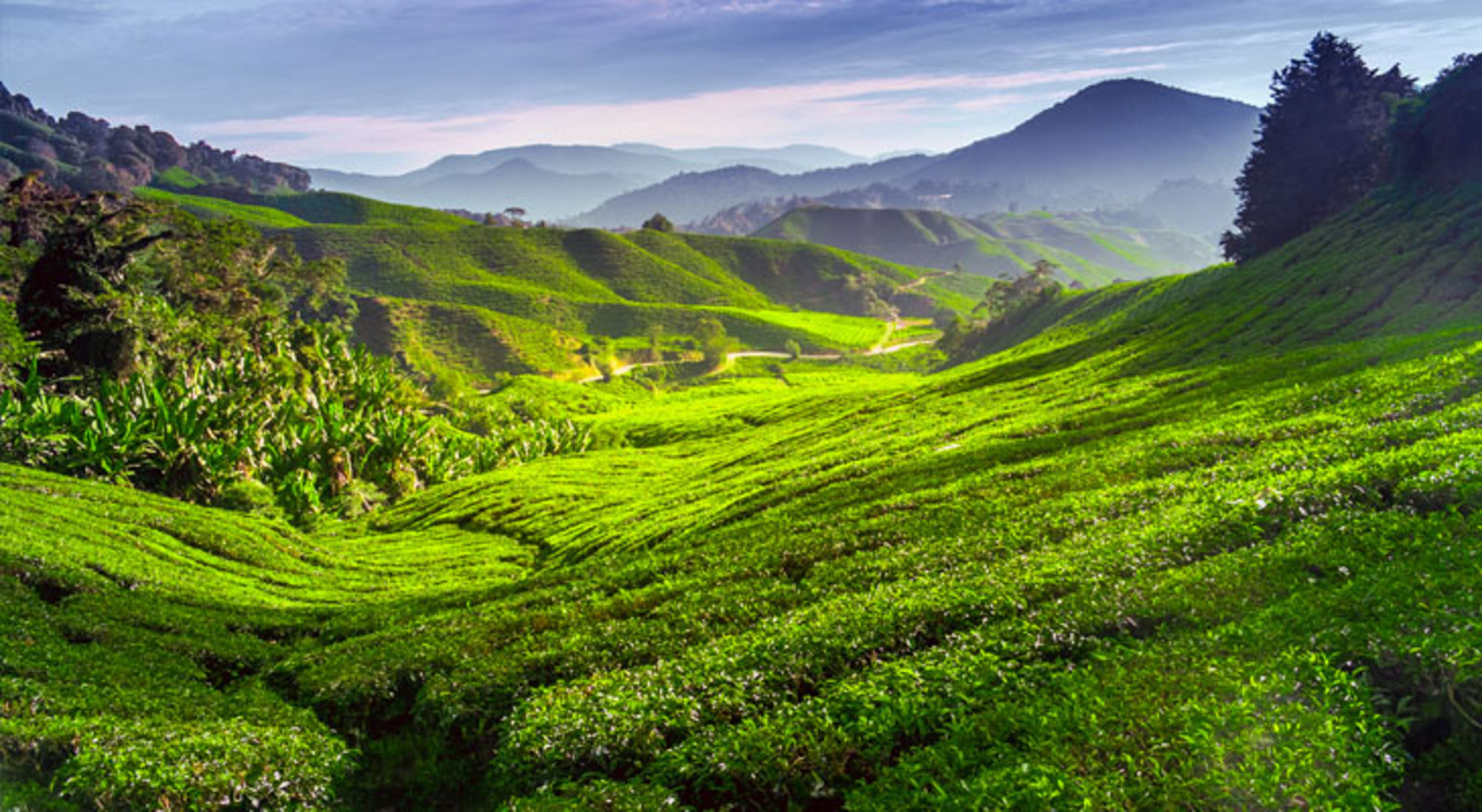 Cameron Highlands Maleisië Groene theeplantages in heuvelachtig landschap met kronkelende weg en bergen op de achtergrond.