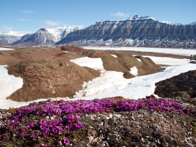 Paarse poolbloemen tussen sneeuwvelden met bergketen op Spitsbergen tijdens zeilreis met de Antigua.