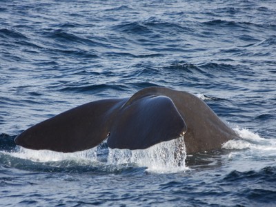Staartvin van een walvis die opduikt in zee tijdens de zeilreis met de Antigua.