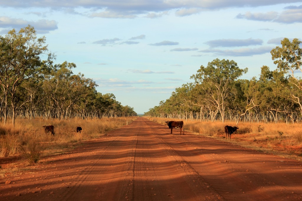 Rode onverharde weg door de outback van West-Australië met koeien langs de kant.