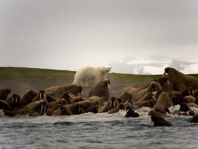 IJsbeer tussen een groep walrussen aan de kust tijdens de Noordpool 14 dagen reis.