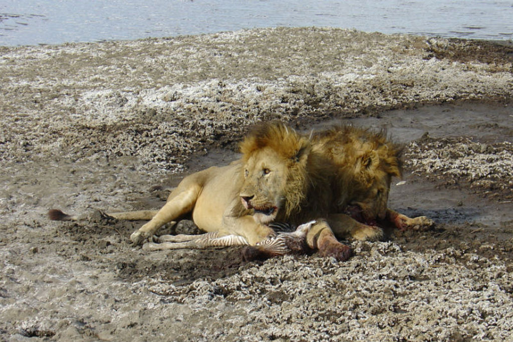 Leeuwen rusten bij een prooi op de savanne tijdens een groepsrondreis Kenia, Tanzania en Zanzibar.
