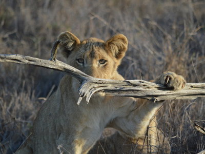 Leeuwenwelp in de bush van Zuid-Afrika, verstopt achter een boomtak tijdens safari.