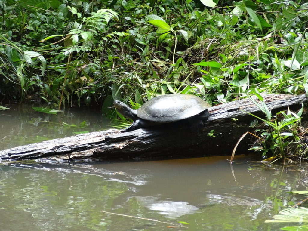 Schildpad rust op een boomstam aan de oever van een rivier in het regenwoud van Ecuador.
