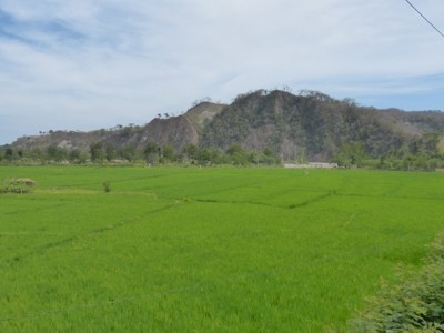 Groene rijstvelden met heuvels op de achtergrond tijdens de route Timor, Sumba & Bali (22 dagen), dag 7.