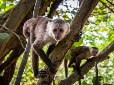 Kapucijnaap in de bomen van het Colombiaanse regenwoud tijdens de route Colombia.