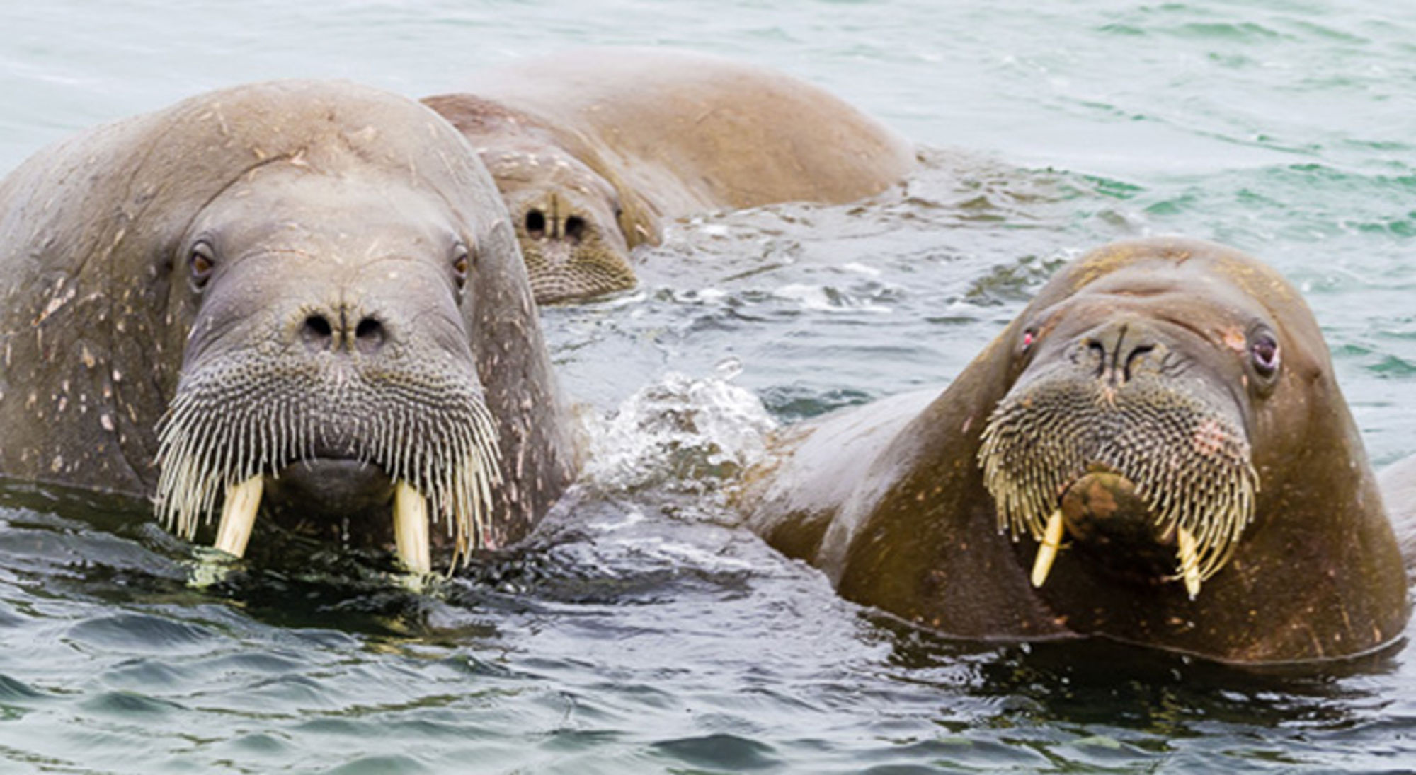 Drie walrussen zwemmen in zee, met slagtanden en snorharen duidelijk zichtbaar.