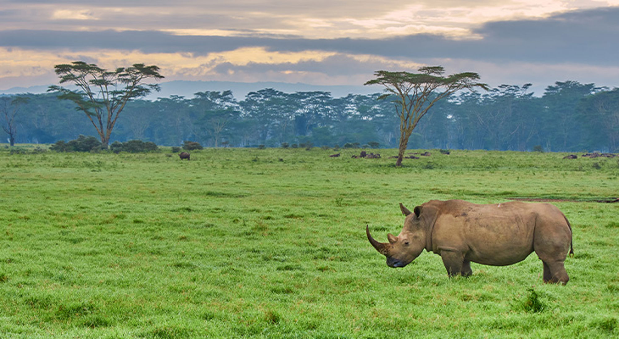 Regenseizoen Kenia en Tanzania Neushoorn op groene savanne met acaciabomen en bewolkte lucht op de achtergrond.
