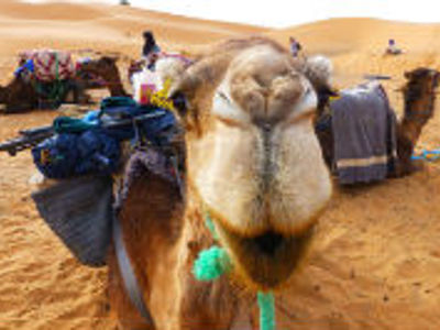 Bepakte dromedarissen in de Sahara tijdens Route Marokko, 13 dagen.