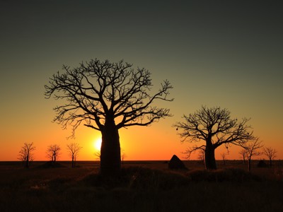 Silhouetten van baobabbomen bij zonsondergang tijdens de Route West Australië (25 dagen), dag 22.