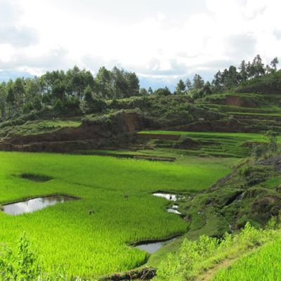 Groene rijstterrassen in het heuvelachtige landschap van Sulawesi, Indonesië.
