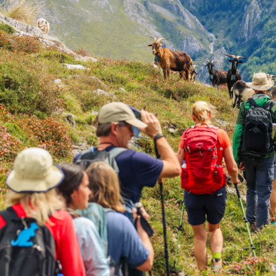 Wandelaars op bergpad in de Picos de Europa, met geiten op de helling in Spanje.