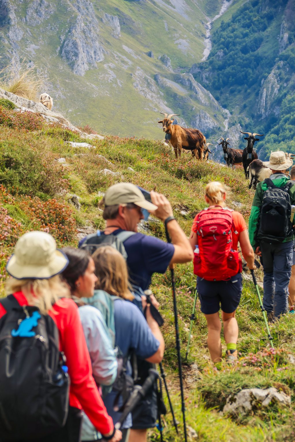 Wandelaars op bergpad in de Picos de Europa, met geiten op de helling in Spanje.