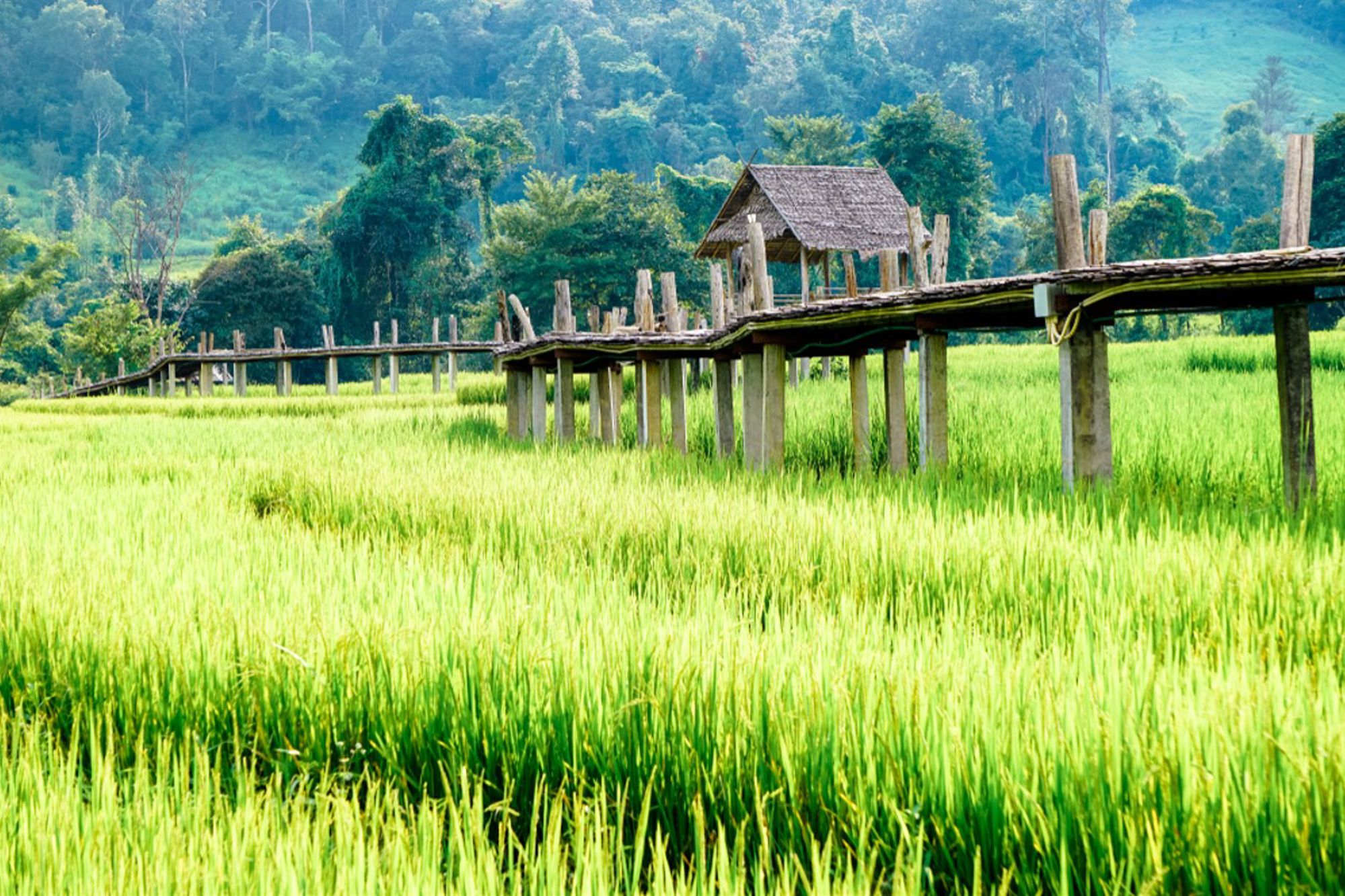 Houten brug over groene rijstvelden in Thailand, met bergen op de achtergrond.