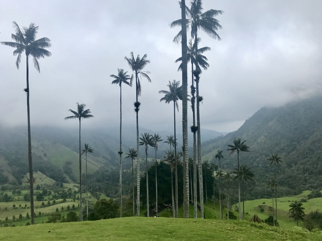 Waspalmen in de Cocoravallei, Colombia, met groene heuvels en mistige bergen op de achtergrond.