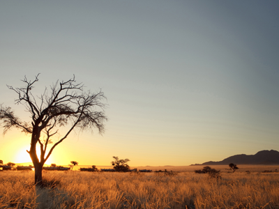 Zonsopkomst boven de savanne in Namibië, met een silhouet van een boom en bergen in de verte.