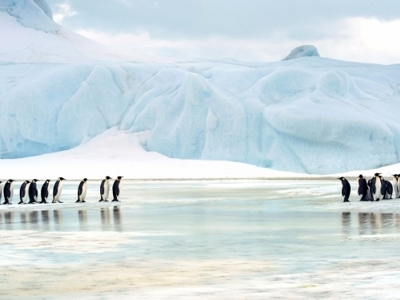 Adéliepinguïns lopen over het ijs langs een blauwe gletsjer in Antarctica.