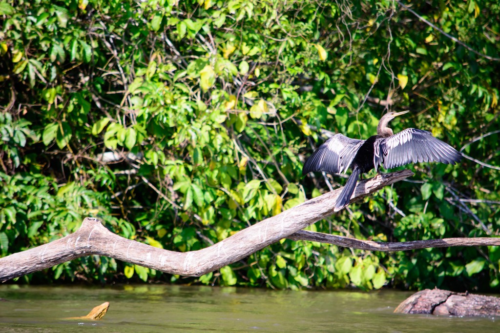 Watervogel met gespreide vleugels op een tak langs de rivier in Nicaragua.