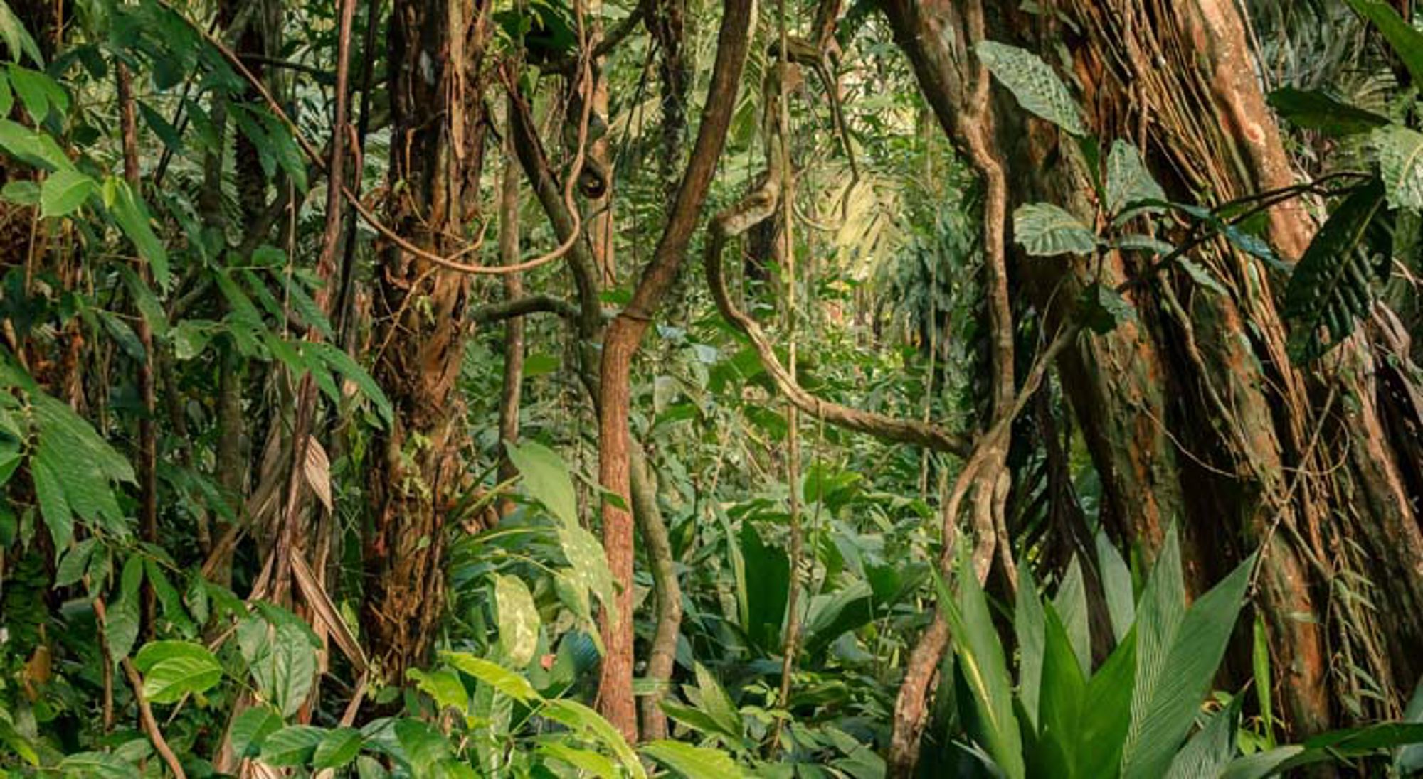 Cahuita NP Nevelig regenwoud met hoge bomen in Costa Rica.