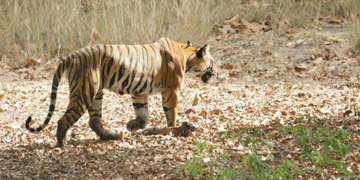 Bengaalse tijger loopt door droog bos in een natuurpark in Noord-India.