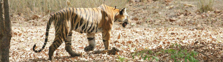 Bengaalse tijger loopt door droog bos in een natuurpark in Noord-India.