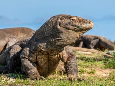 Komodovaraan op Komodo Island tijdens de route Kleine Sunda eilanden.