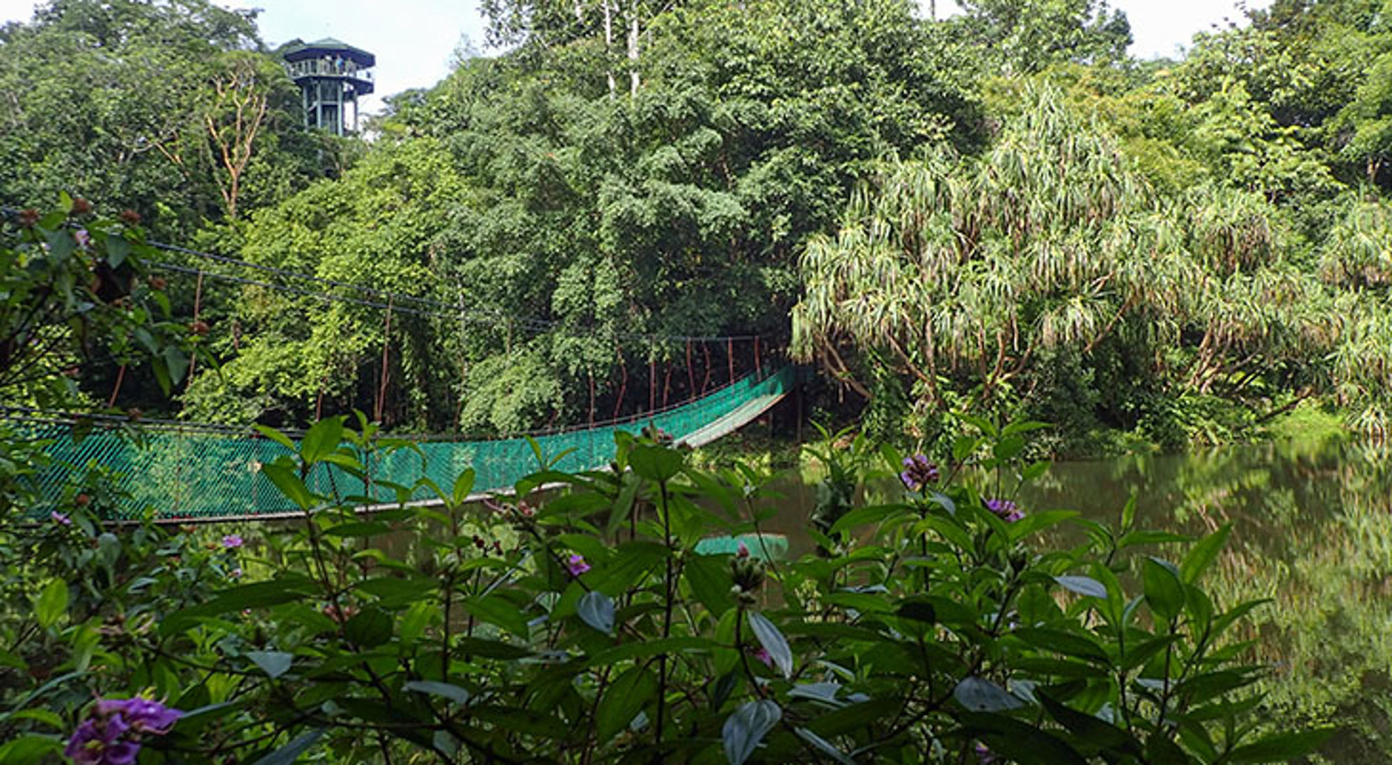 Hangbrug over een rivier in een groen regenwoud, met uitkijktoren op de achtergrond.