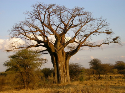 Baobabboom in de savanne tijdens de route Kenia, Tanzania en Zanzibar (18 dagen).