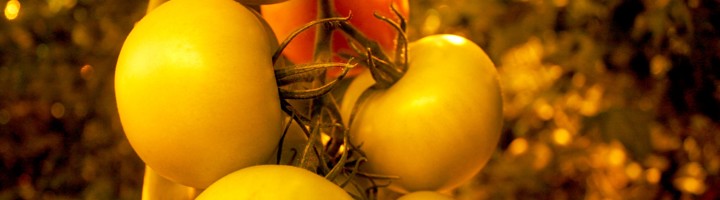 Groene tomaten aan de plant in de kas van Friðheimar, IJsland.
