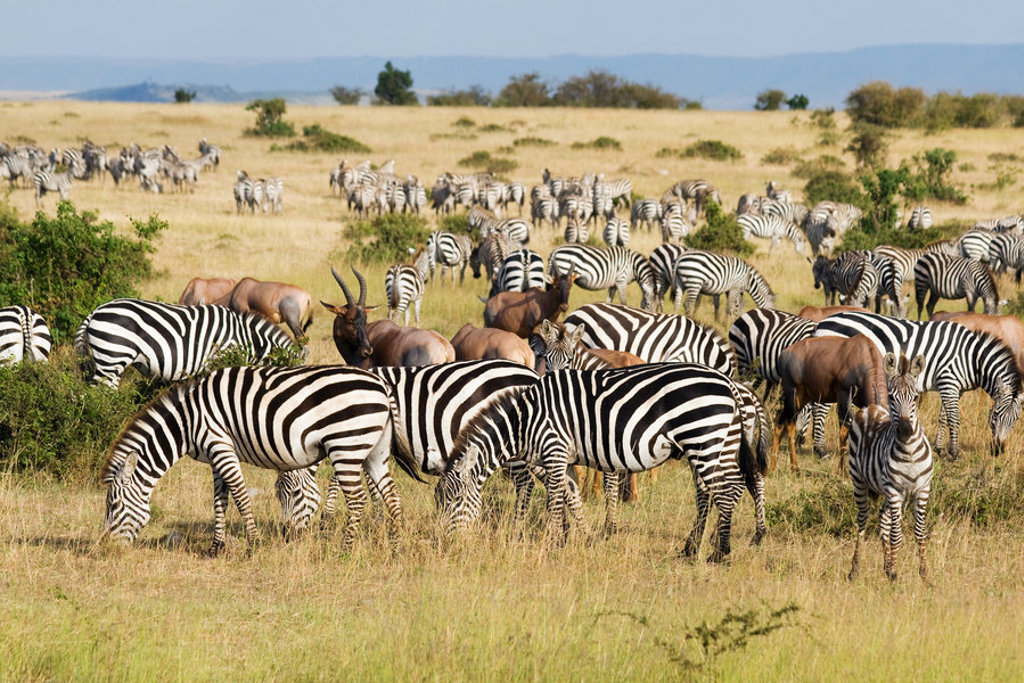 Zebrakudde op de savanne tijdens groepsrondreis Kenia en Tanzania.