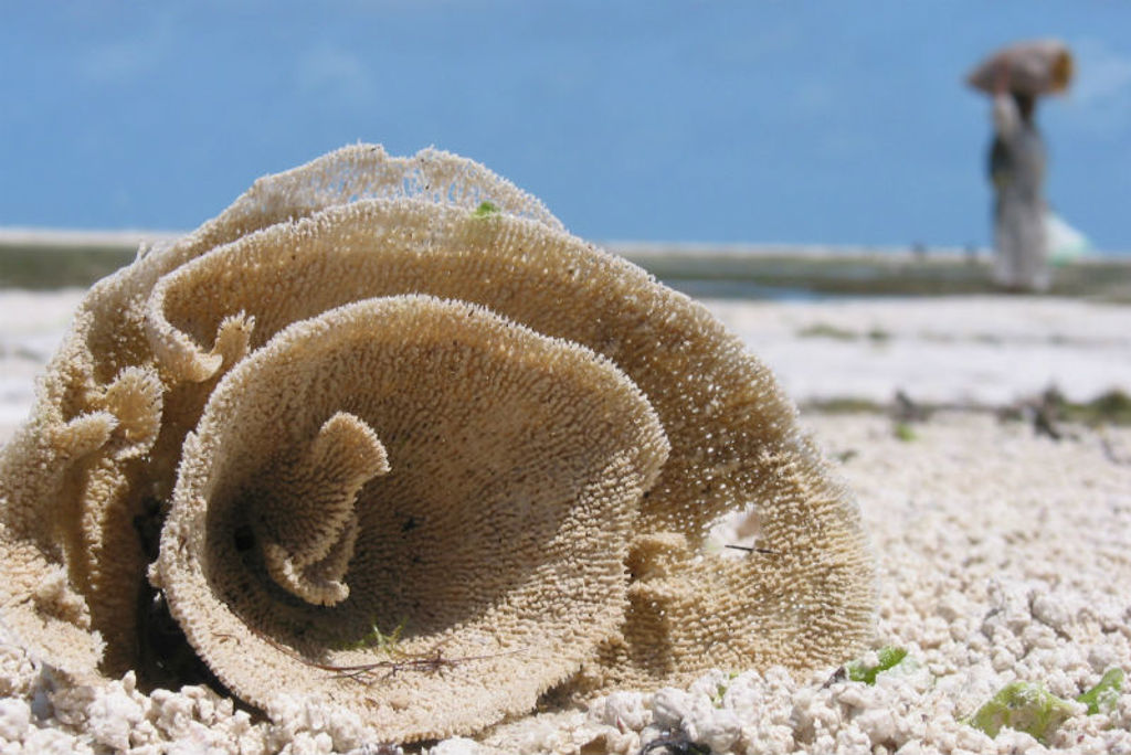 Koraal op het witte zandstrand van Zanzibar tijdens een groepsrondreis Kenia, Tanzania en Zanzibar.