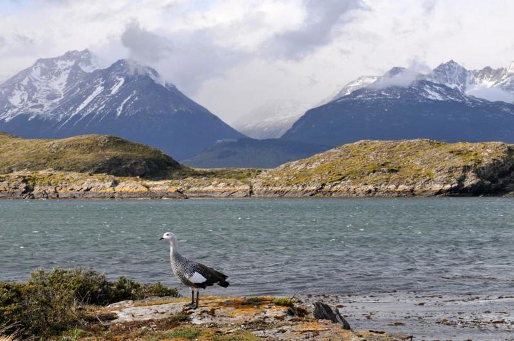 Gans aan een Patagonisch meer met besneeuwde bergtoppen op de achtergrond.