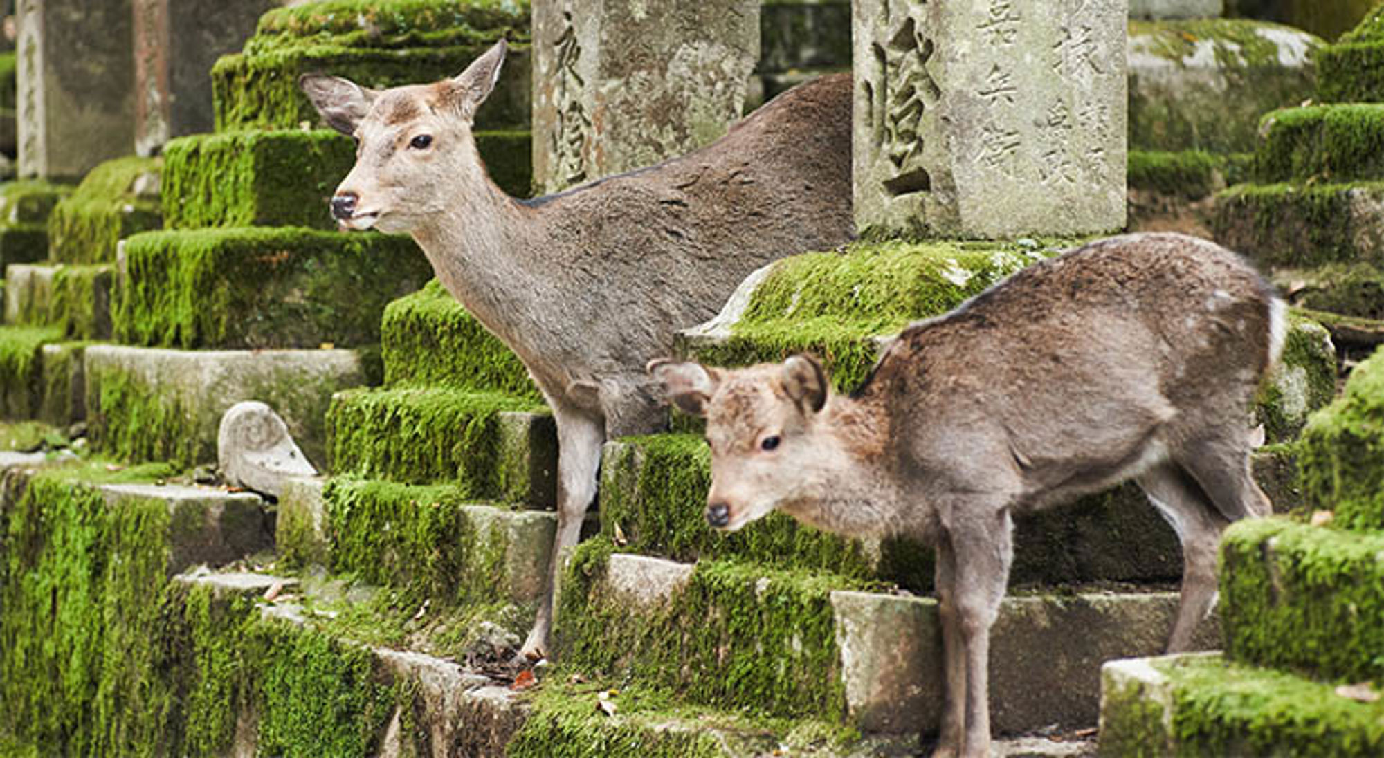 Herten in Nara Park Twee herten op met mos begroeide stenen trappen bij Japanse grafstenen.