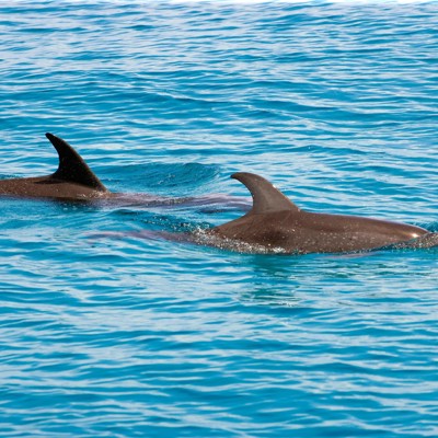 Twee dolfijnen zwemmen in zee bij Kaikoura tijdens de dolfijnen boottocht.