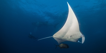 Mantarog zwemt door helderblauw water, met duikers op de achtergrond.