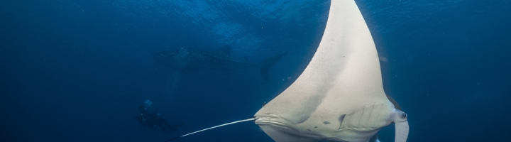 Mantarog zwemt door helderblauw water, met duikers op de achtergrond.