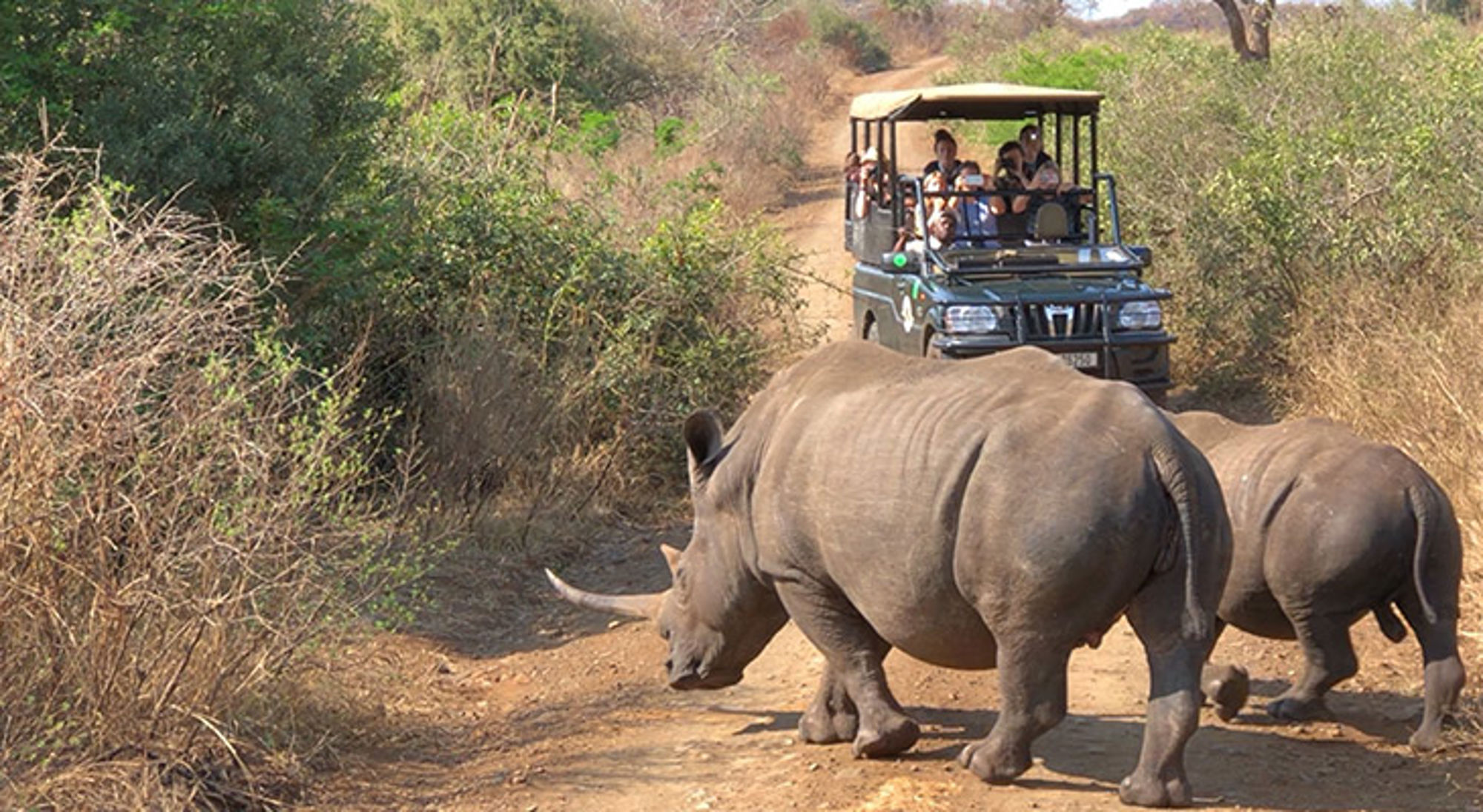 Safari-jeep met toeristen achter twee neushoorns op een zandpad in een natuurgebied.