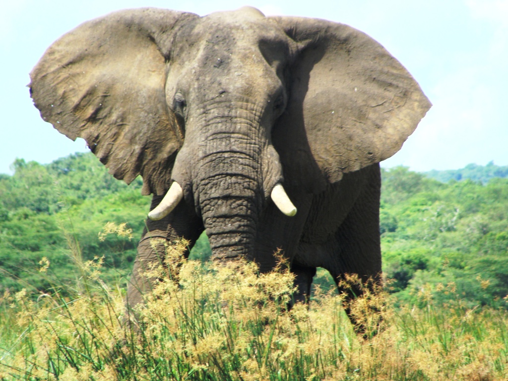 Afrikaanse olifant in het groen tijdens de groepsrondreis Oeganda Natuur Plus Pop-Up.