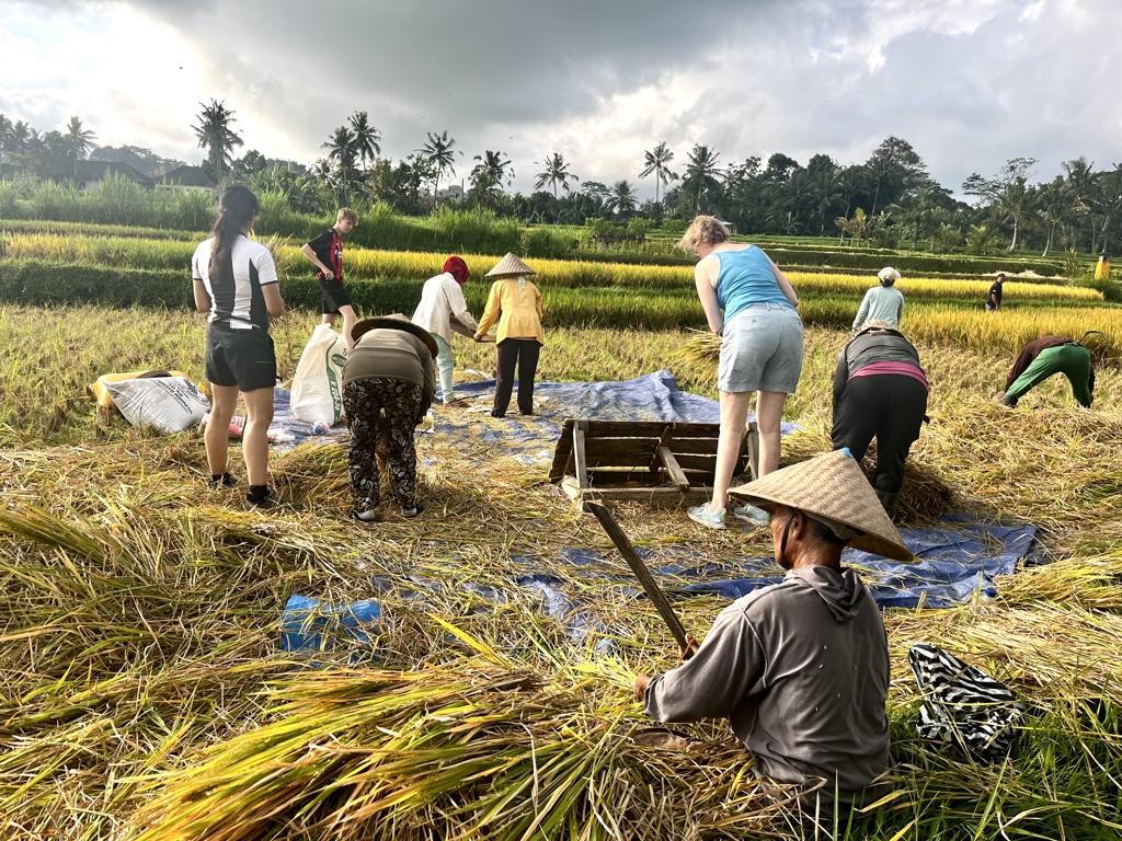 Samen rijst oogsten op een rijstveld tijdens de familiereis Kleine Sunda Eilanden in Indonesië.