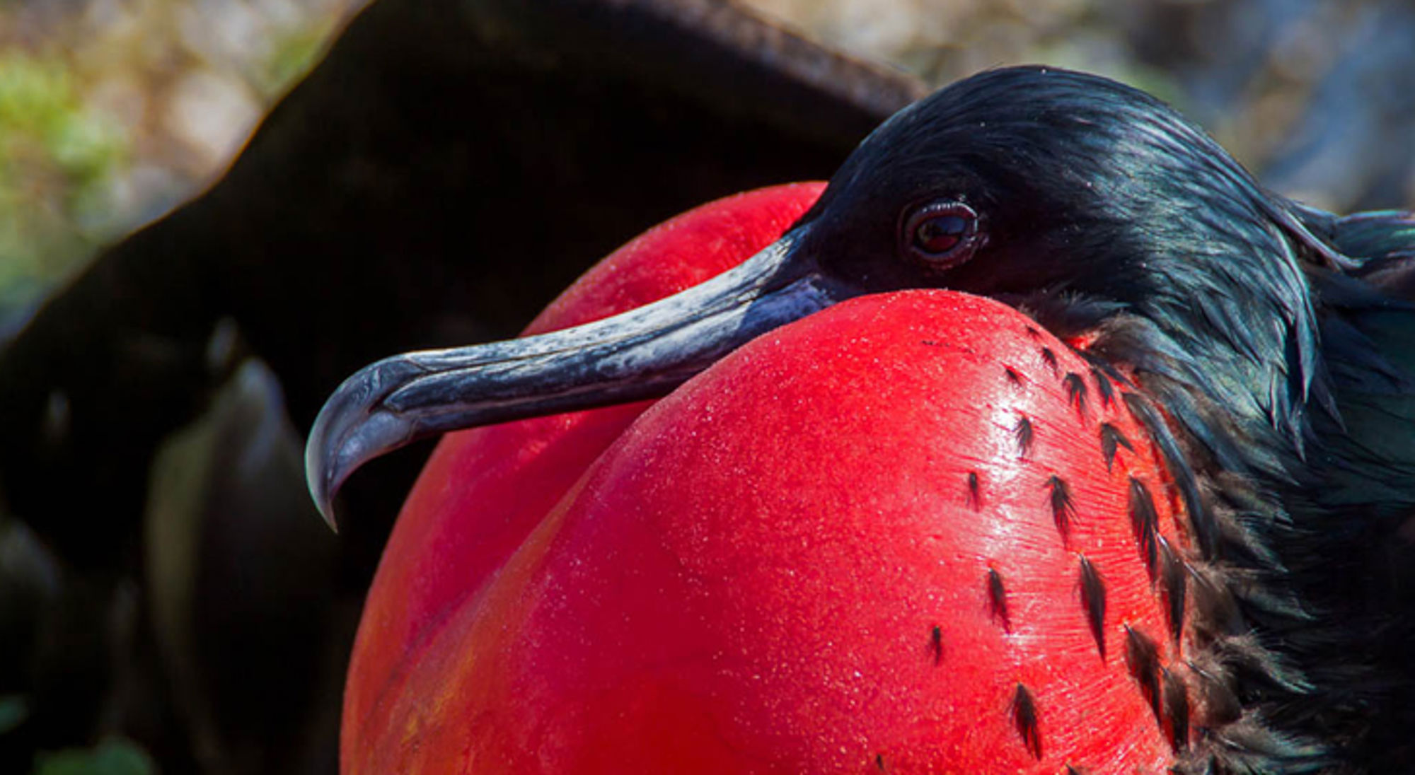 Close-up van een fregatvogel met opgeblazen rode keelzak.