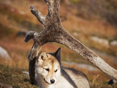 Husky pup rust onder rendiergewei in het toendralandschap van Canada en Groenland.