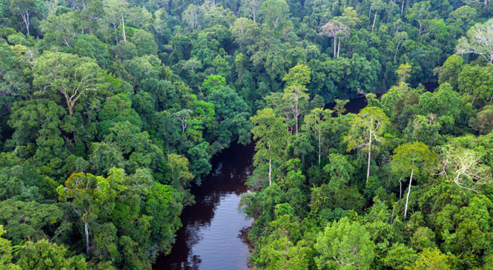Taman Negara Maleisië dicht tropisch regenwoud met een kronkelende rivier.