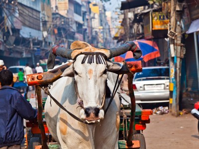 Os met kar in een drukke straat in Delhi tijdens de Route Noord-India.
