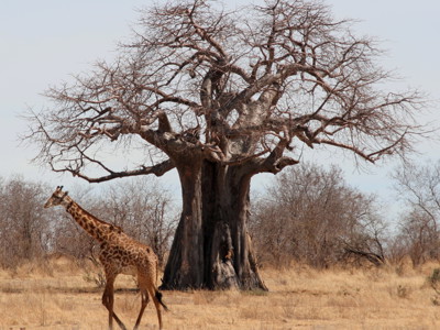 Giraffe bij een baobabboom in de savanne op de route Zambia, Malawi en Tanzania.