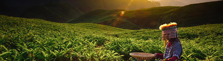 Theeplukker in theeplantage in de Cameron Highlands, Maleisië, bij zonsopkomst.